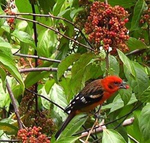 VideoBirder