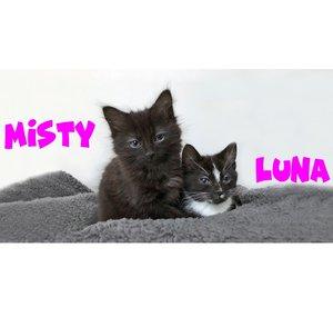 Misty & Luna