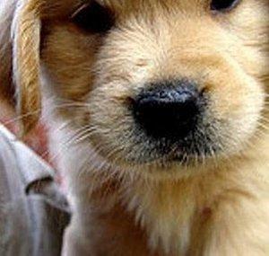 Puppy :U