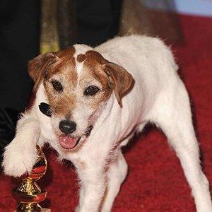 Uggie