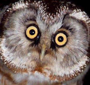 Wildlife World