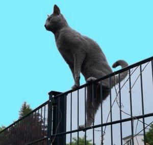 Fencecat