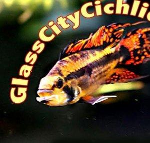 GlassCityCichlids