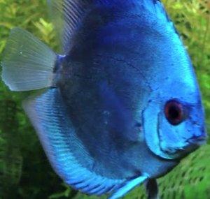 PaducahFishFan