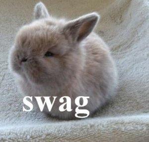 Rabbitfarts