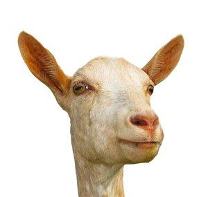 Scottish Mountain Goat