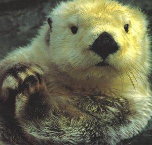 The Otter