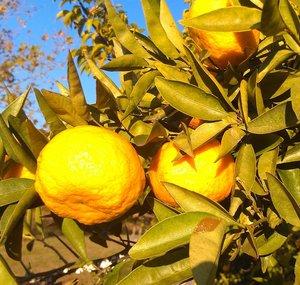 🍋Virginia Fruit Grower🌱