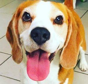Louie The Beagle