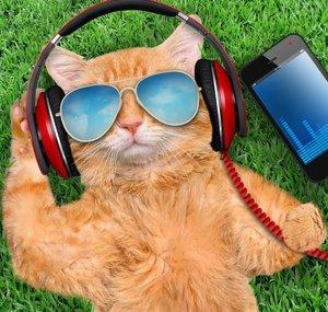 CatzPajamazz