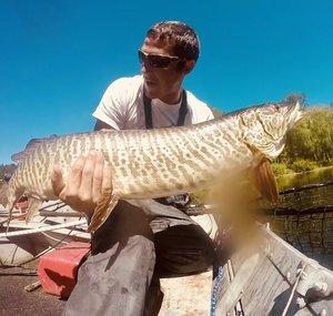 Chasing Musky and salmon