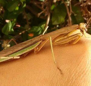 Maestro Mantis