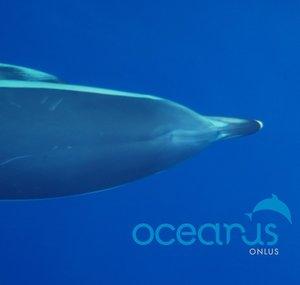 Oceanus Research Group NGO