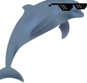 Silly Dolphin