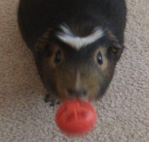 Amazing Animal Tricks