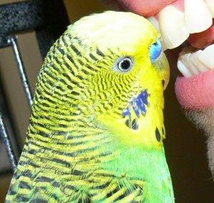 Disco the Parakeet