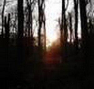 MistyForestofLight