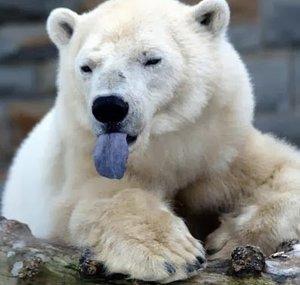 OSO POLAR MOVIES