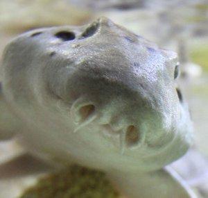 Shark Does Stuff