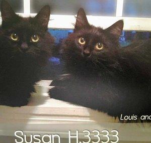 Susan H.3333