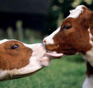 TheLoveOfTheCattle