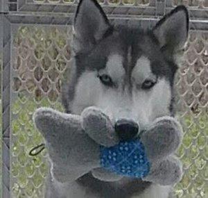 What Up Woofie
