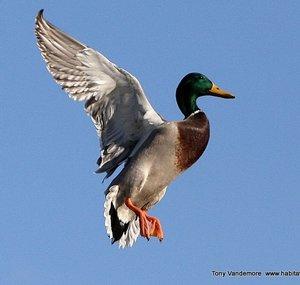 HabitatFlats