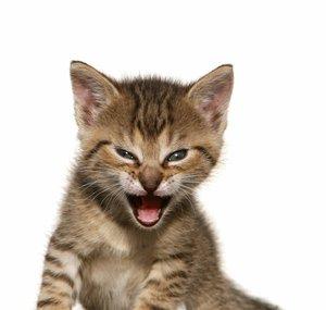 Roaring Kitty