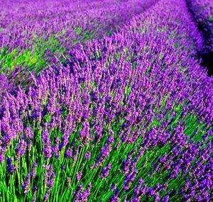 030Lavender