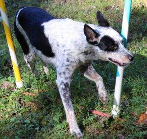 cattledogagility101