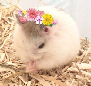 Fluffie Land