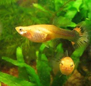 Mikes Aquarium