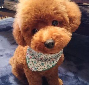 シニアライフとToypoodle miniトイプードルミニ