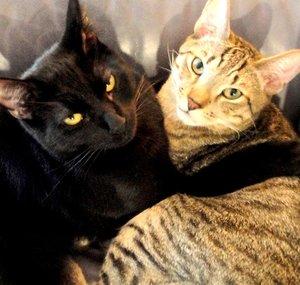 Cuddling Cats Kwazi and Uli