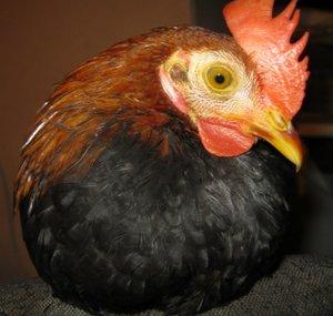 GypsyChickens