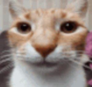 Nikita