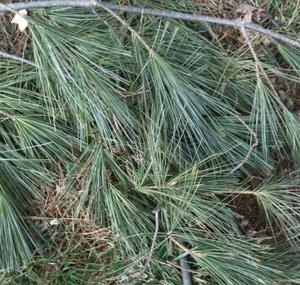 PineleafNeedles