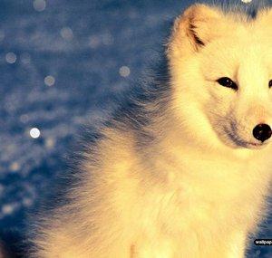 Surgethearcticfox