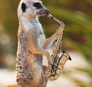 The Manky Meerkat