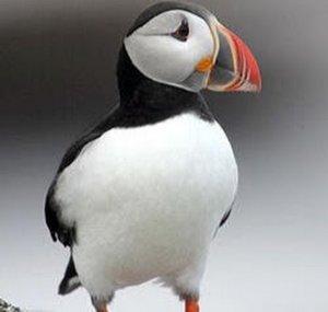 Warrior Puffin