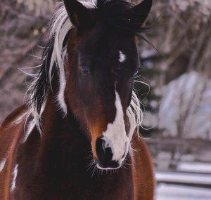 AHumbleHorsewoman
