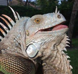Iguana Solutions