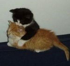 kattus