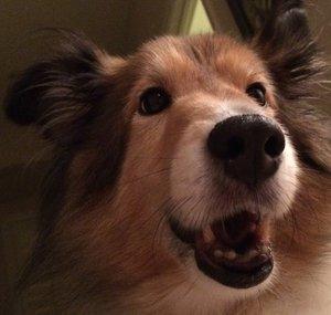 MissGingerDog