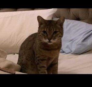 The Cat Behaviour Channel