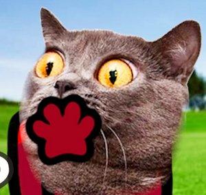 Animated Cat 🙀
