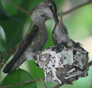 Bella Hummingbird