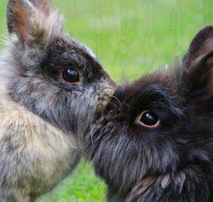 Bunnies Diary