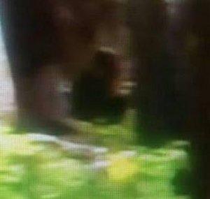 Colorado Bigfoot