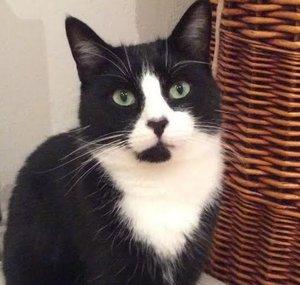 Marty the Cat